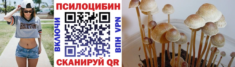 Псилоцибиновые грибы Cubensis Апрелевка